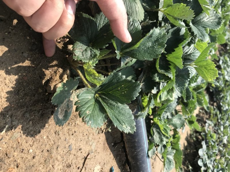 白草莓苗基地直销白草莓苗