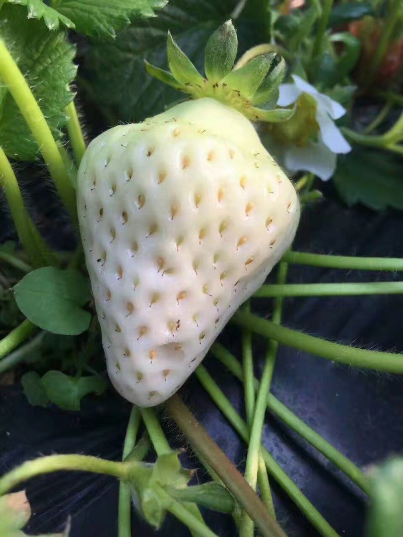 白草莓苗基地直销白草莓苗