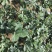 白草莓苗基地直销白草莓苗