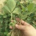白草莓苗基地直销白草莓苗