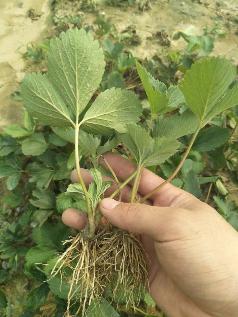 白草莓苗基地直销白草莓苗