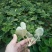白草莓苗基地直销白草莓苗