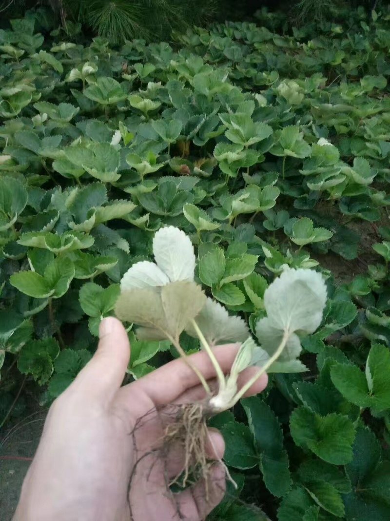 白草莓苗基地直销白草莓苗
