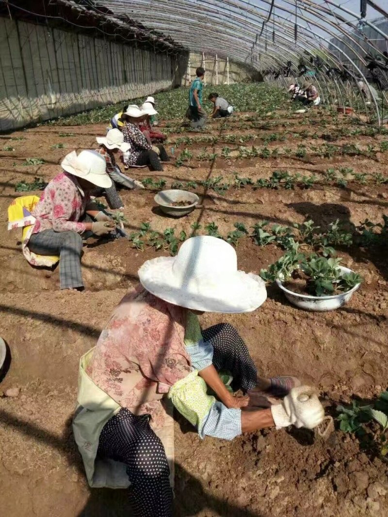 白草莓苗基地直销白草莓苗