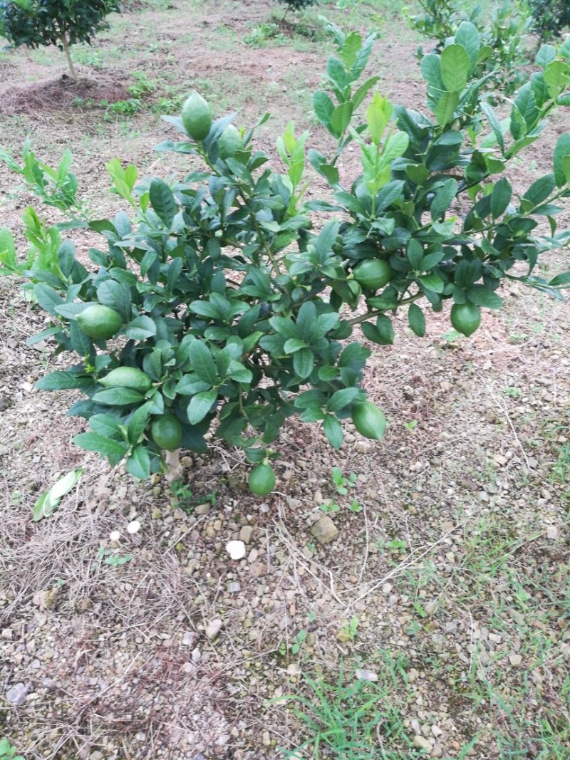 柠檬