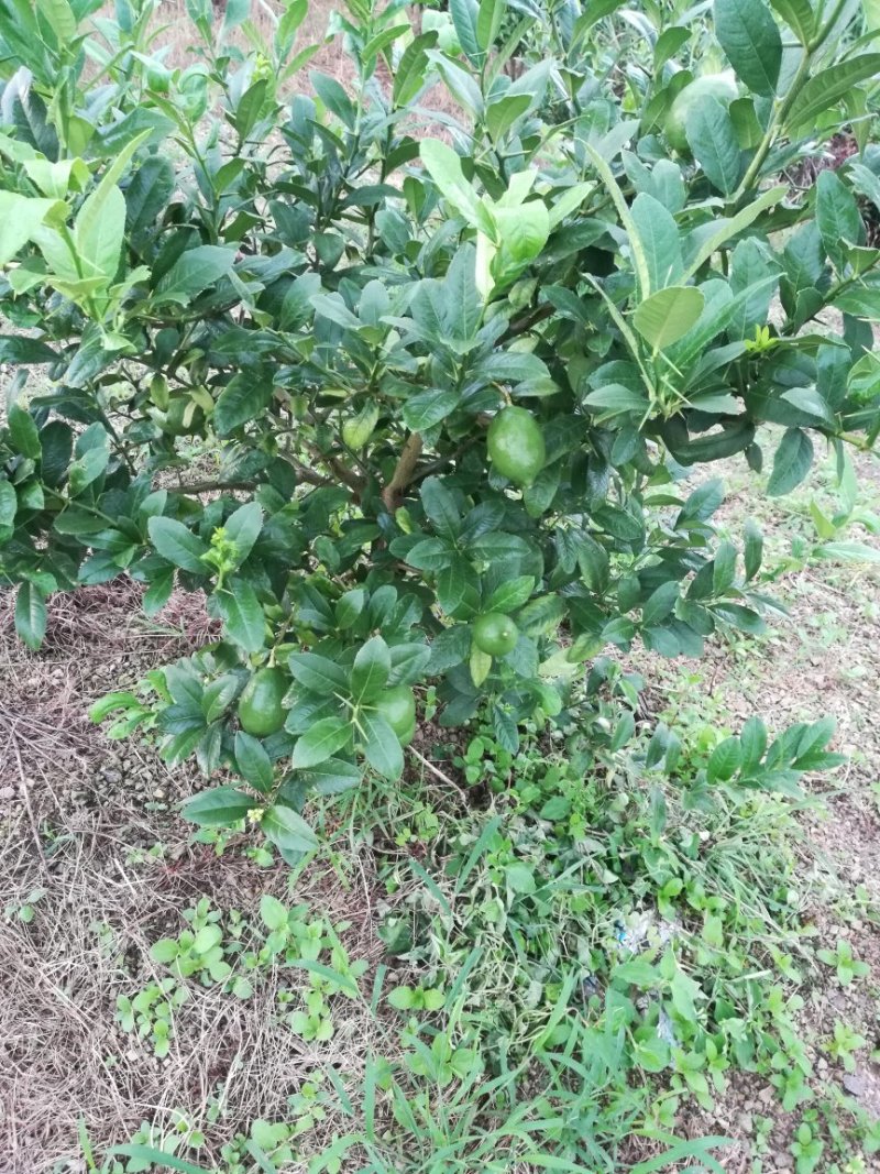 柠檬