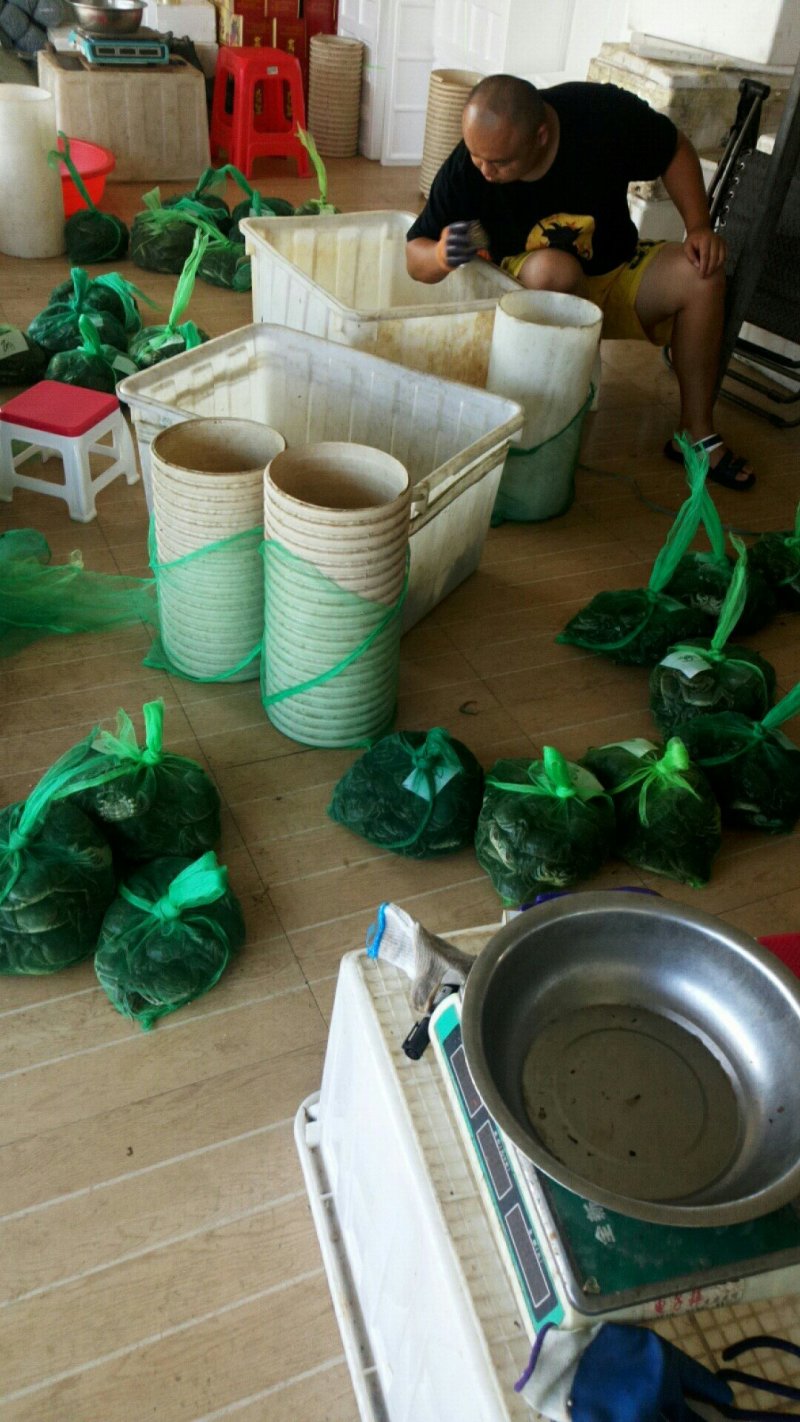 大闸蟹