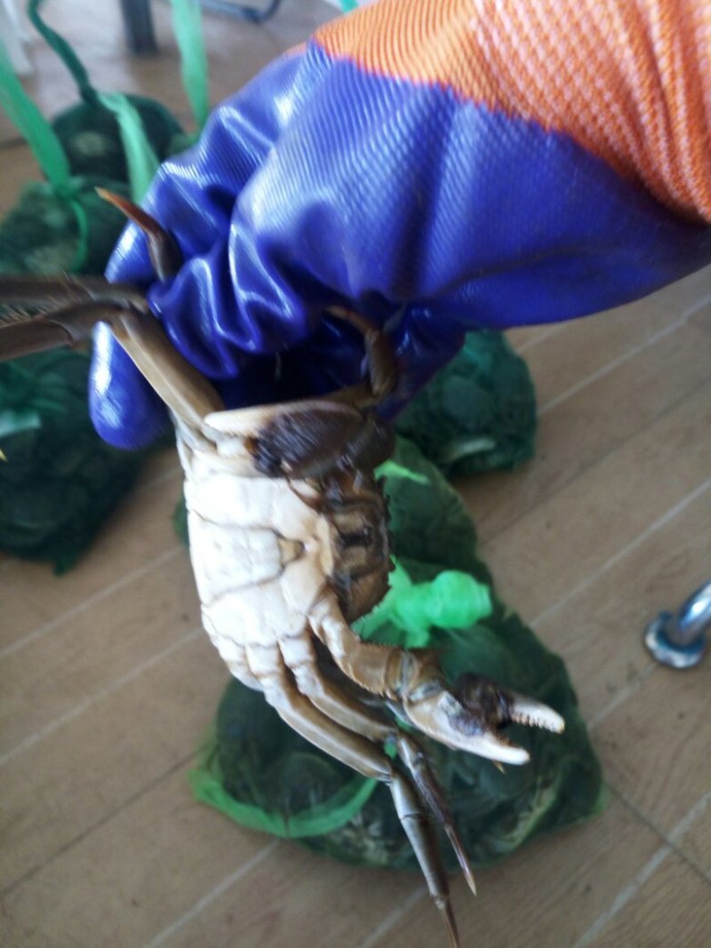 大闸蟹