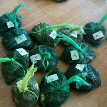 大闸蟹