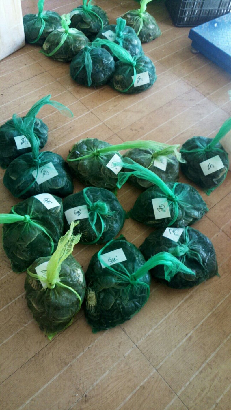 大闸蟹