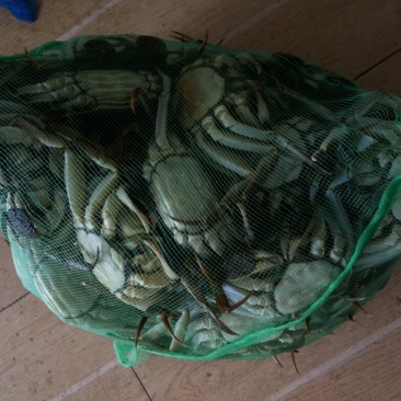 大闸蟹