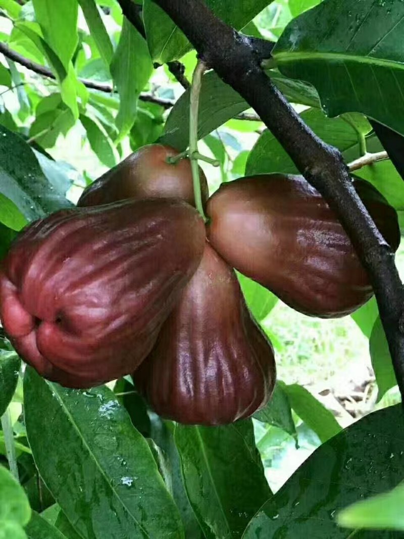 黑糖芭比莲雾营养杯苗