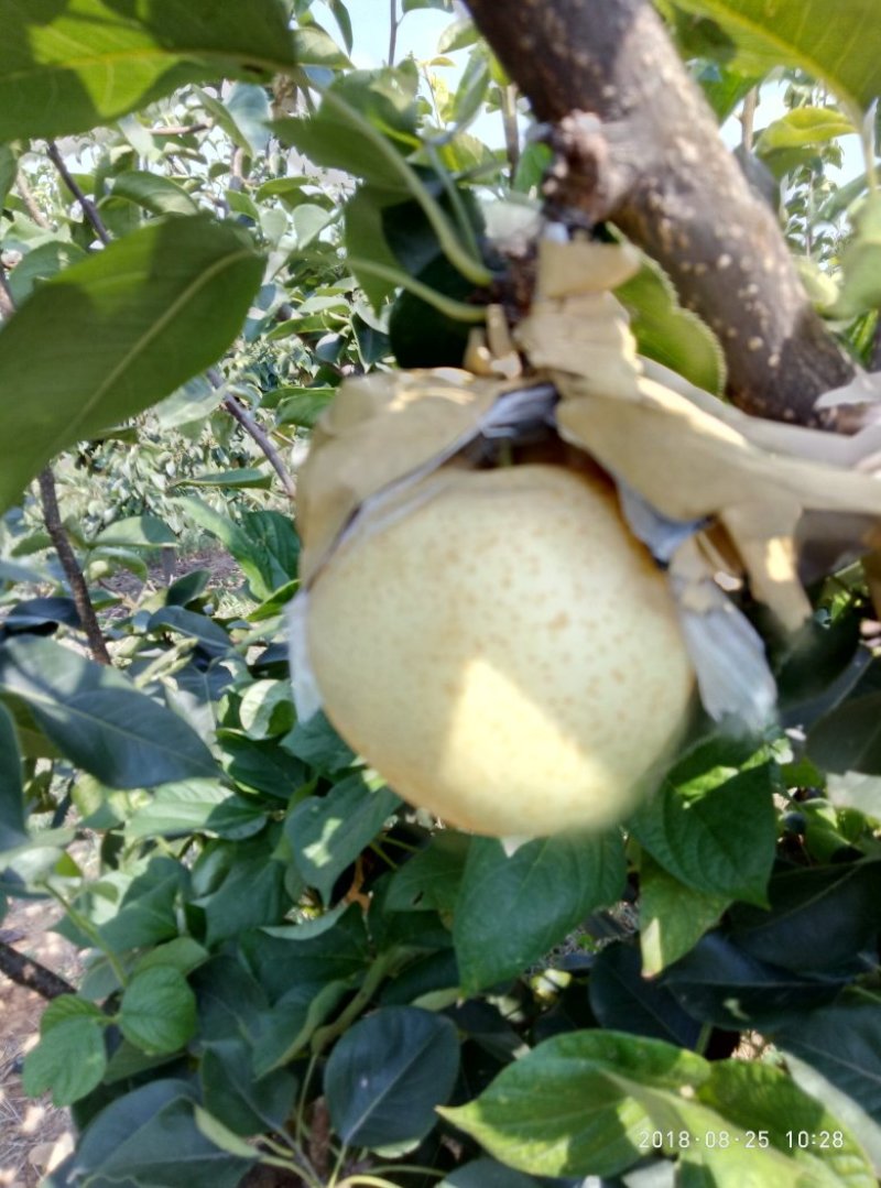 一箱12个梨8.5斤，100元