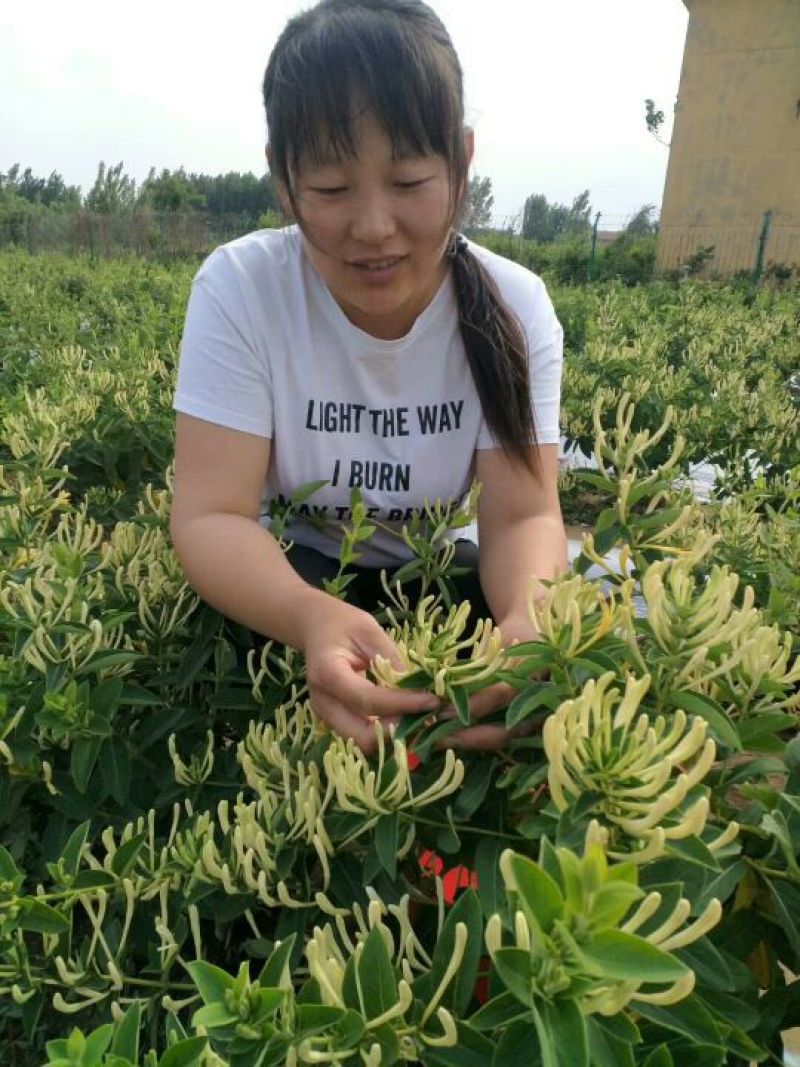 高产《四季金银花苗》包成活包纯度全技术指导、签回收合同