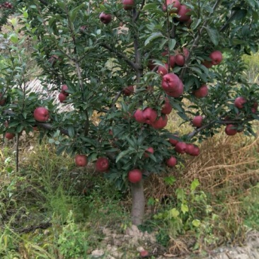 苹果蜂蜜