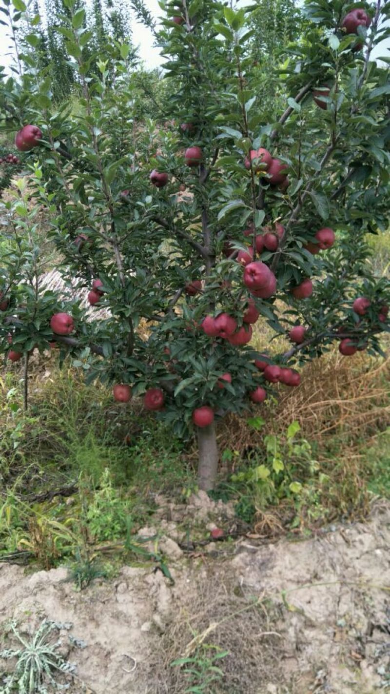 苹果蜂蜜
