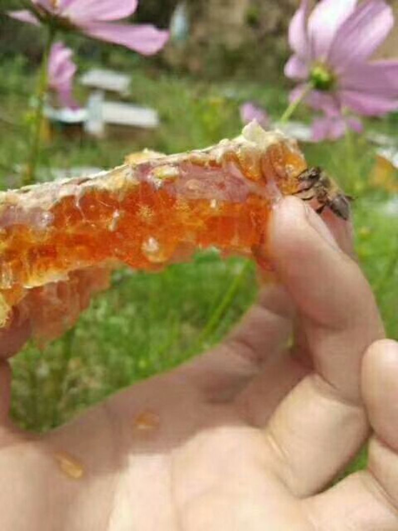 苹果蜂蜜