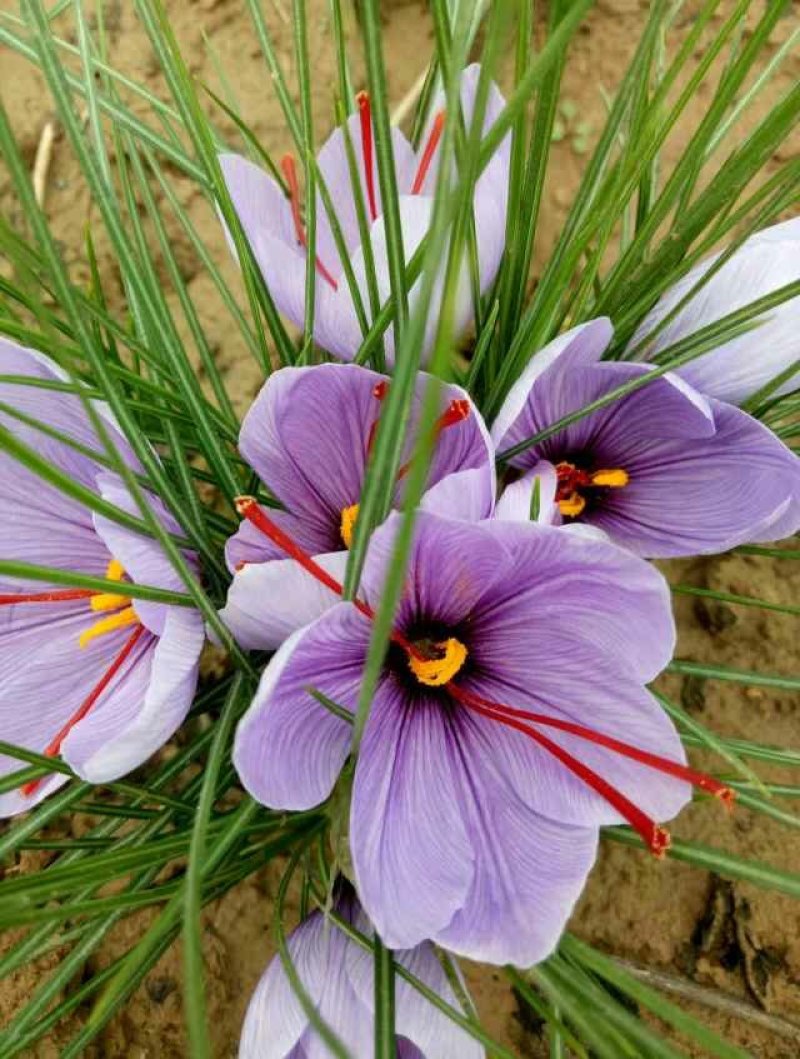 藏红花种球折合5毛每颗