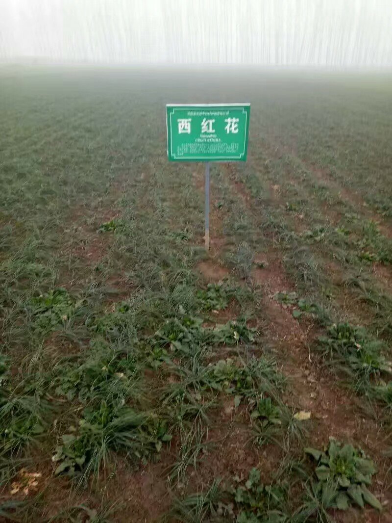 藏红花种球折合5毛每颗
