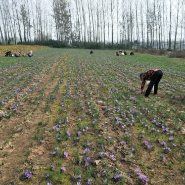 藏红花种球折合5毛每颗