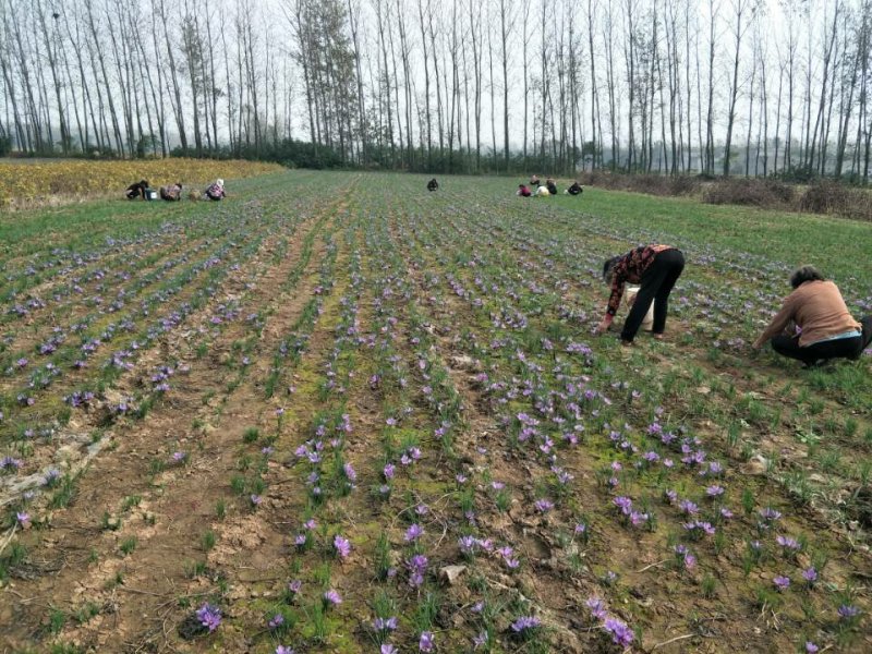 藏红花种球折合5毛每颗