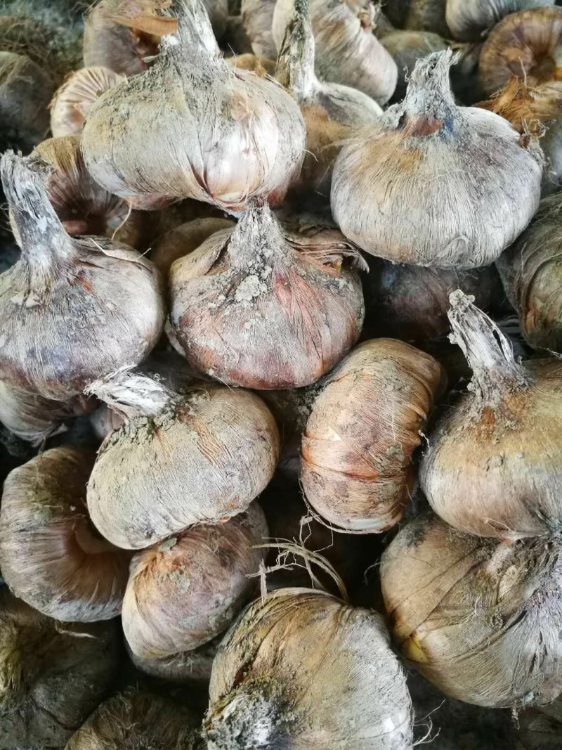 藏红花种球折合5毛每颗