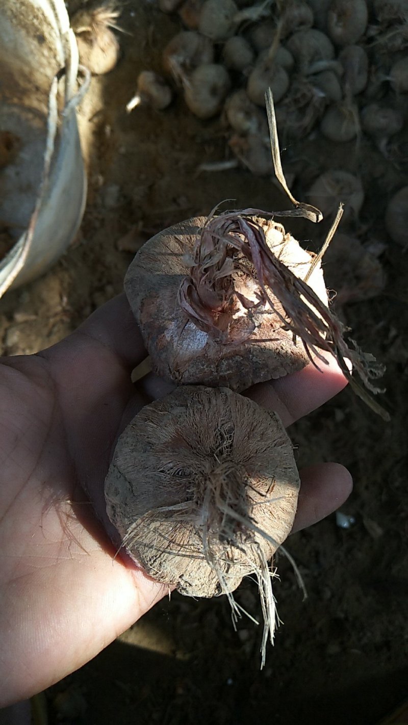 藏红花种球折合5毛每颗