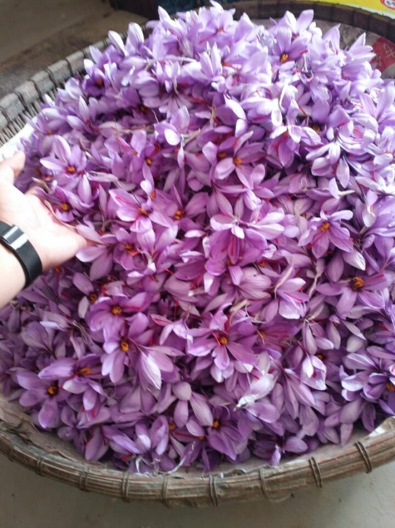 藏红花种球折合5毛每颗