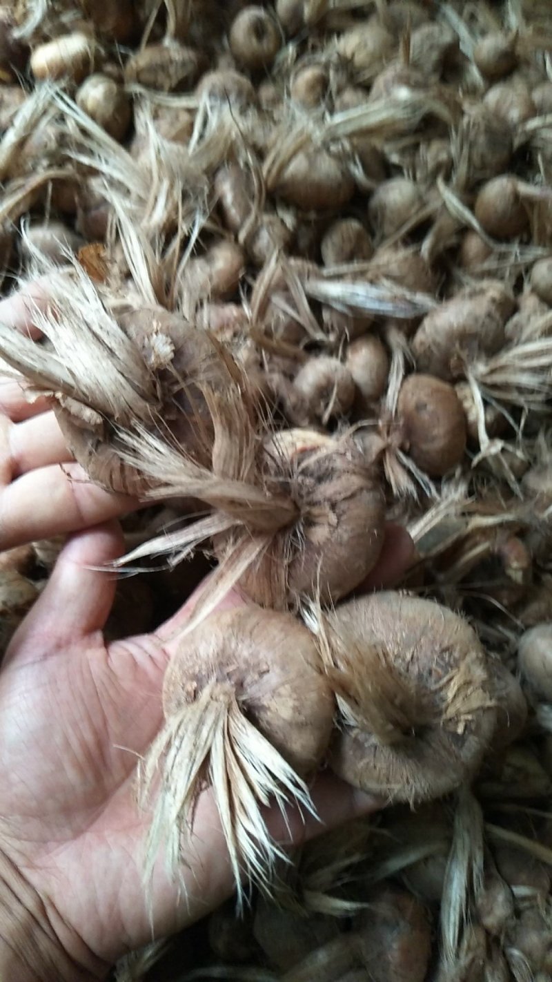 藏红花种球折合5毛每颗