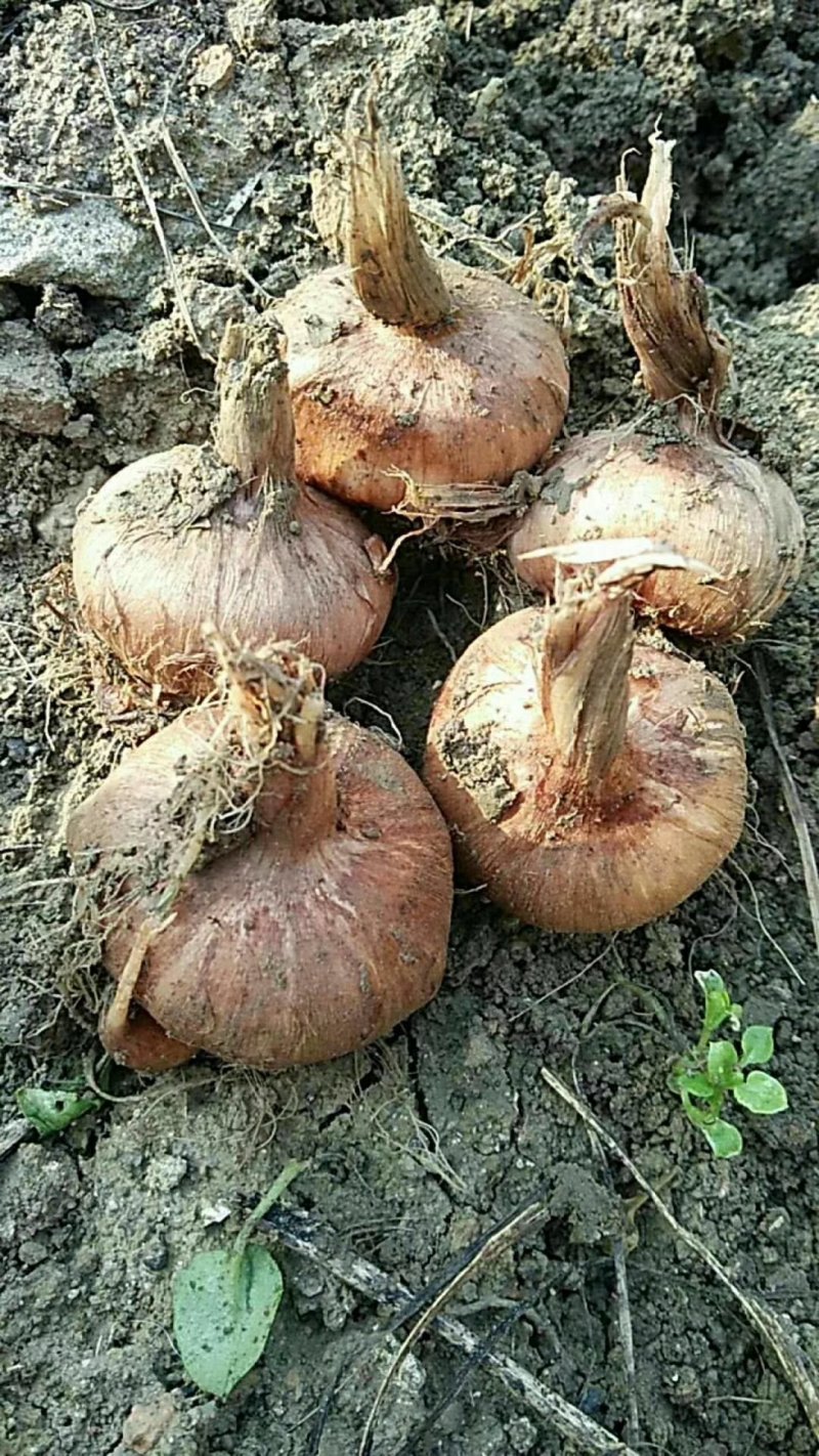 藏红花种球折合5毛每颗