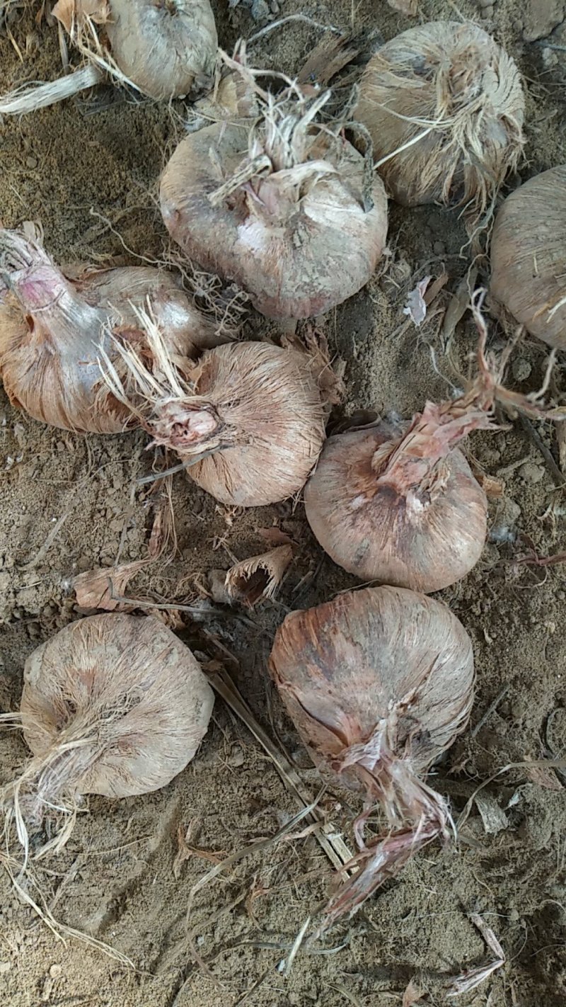 藏红花种球折合5毛每颗