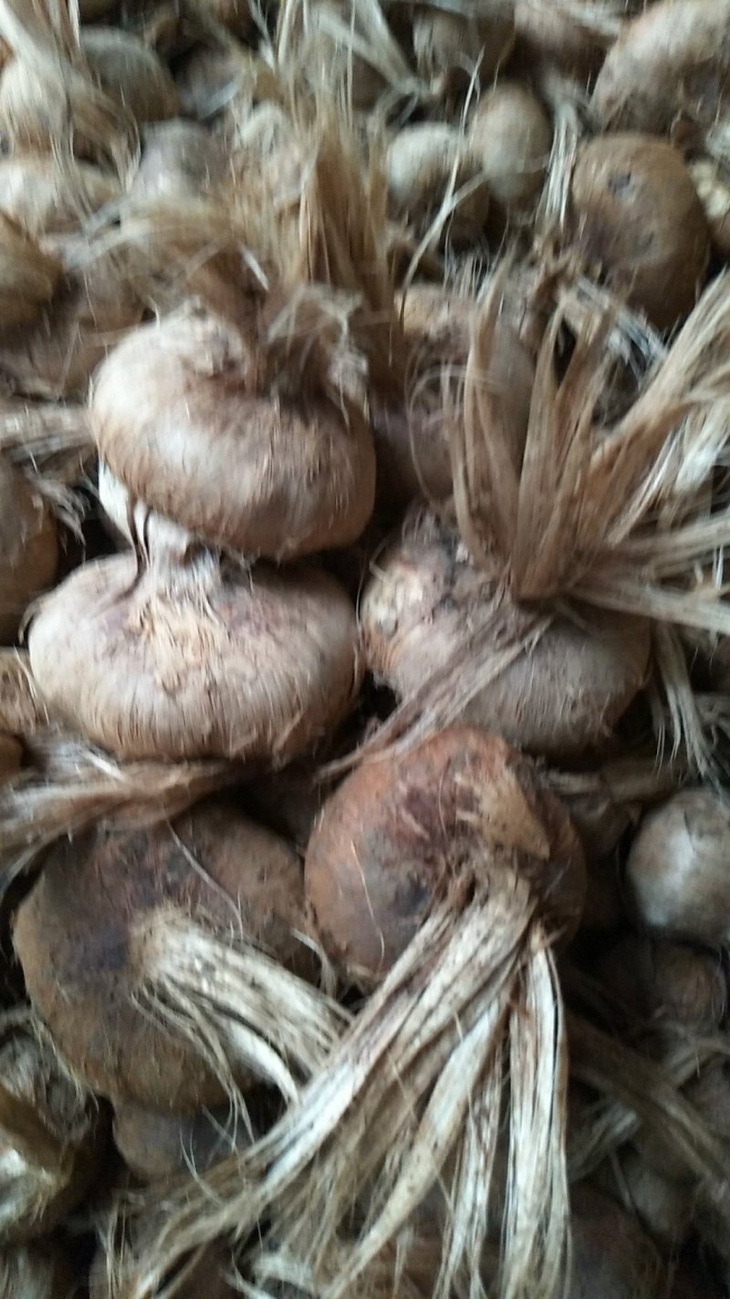 藏红花种球折合5毛每颗