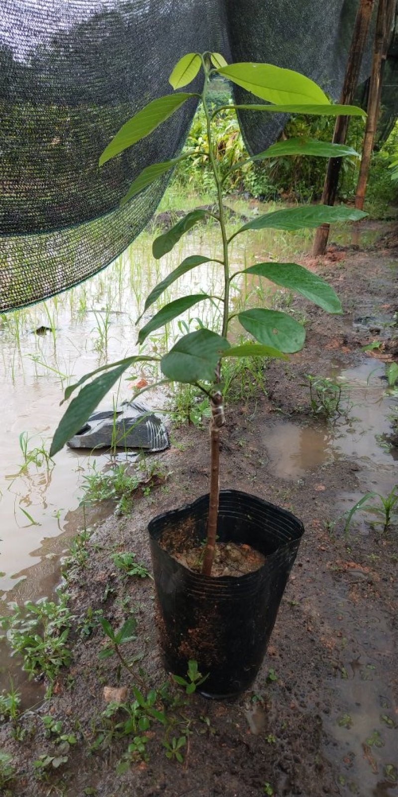 释迦树苗番荔枝树苗薪品种红皮释迦台湾佛头果嫁接果树苗包邮