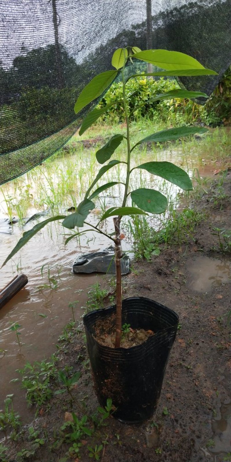 释迦树苗番荔枝树苗薪品种红皮释迦台湾佛头果嫁接果树苗包邮