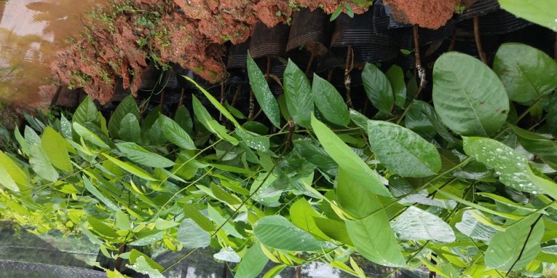 释迦树苗番荔枝树苗薪品种红皮释迦台湾佛头果嫁接果树苗包邮