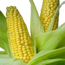 甜玉米水果玉米糯玉米产地直供论价保质保量