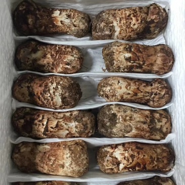野生菌