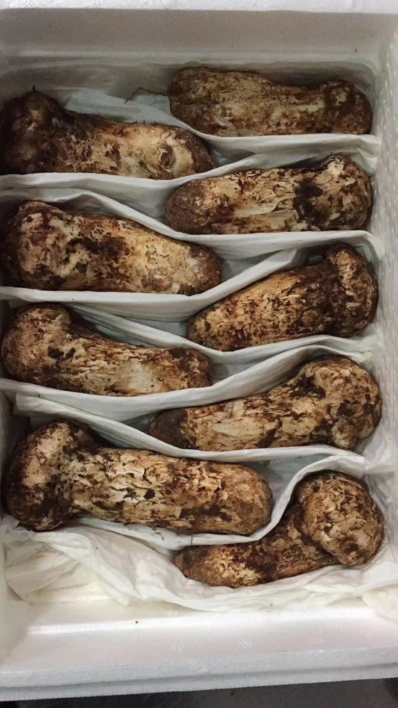 野生菌
