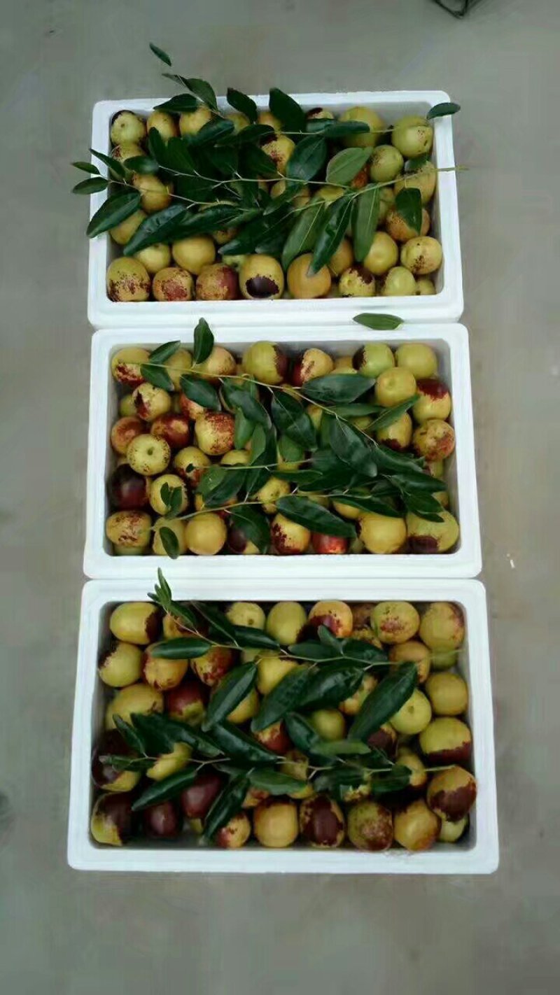 陕西大荔冬枣