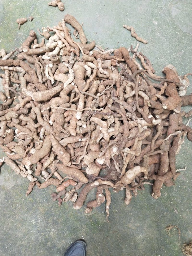 防己鲜货种茎