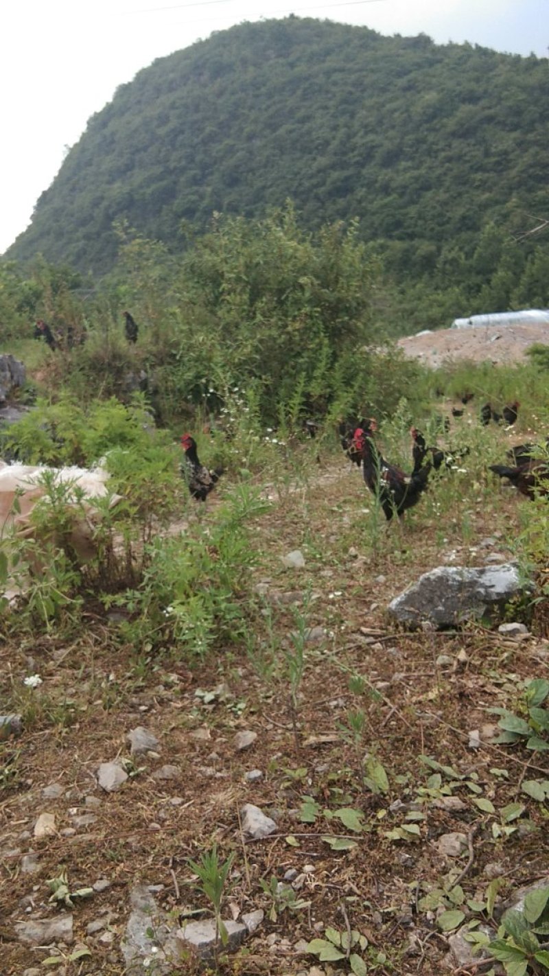 一品香生态土鸡