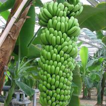 红香蕉苗B6矮化蕉皇帝蕉桂蕉中蕉9号香蕉王南北方种植包邮