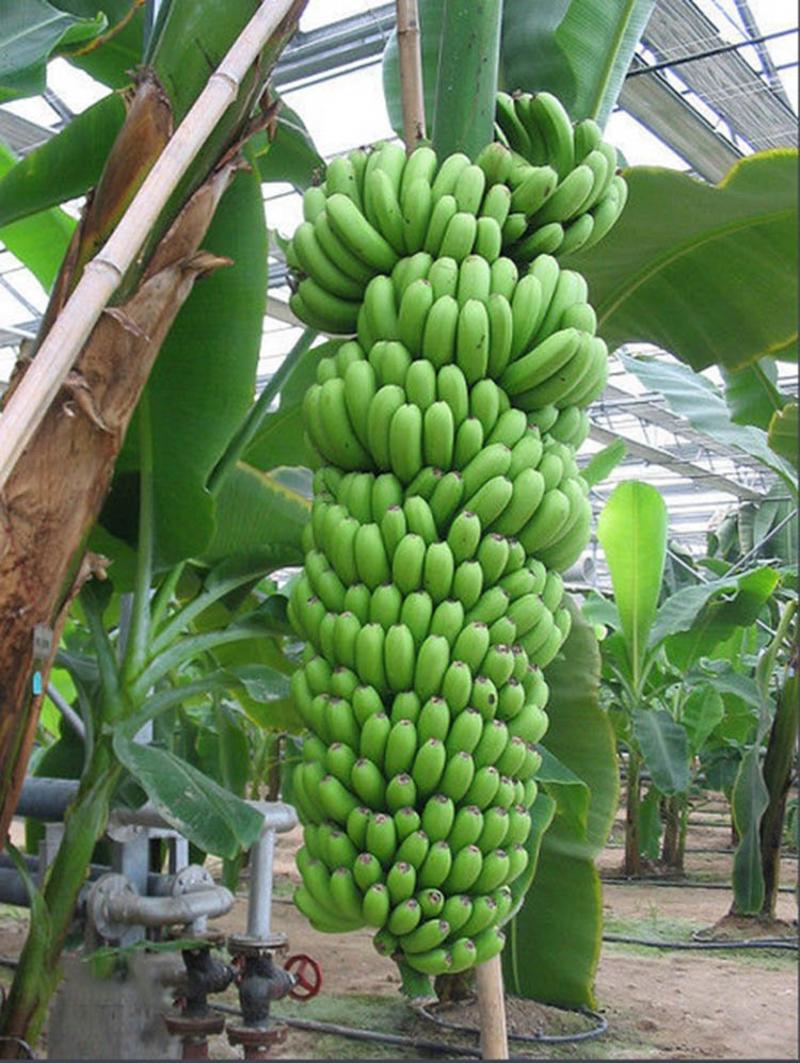 红香蕉苗B6矮化蕉皇帝蕉桂蕉中蕉9号香蕉王南北方种植包邮