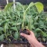 红香蕉苗B6矮化蕉皇帝蕉桂蕉中蕉9号香蕉王南北方种植包邮