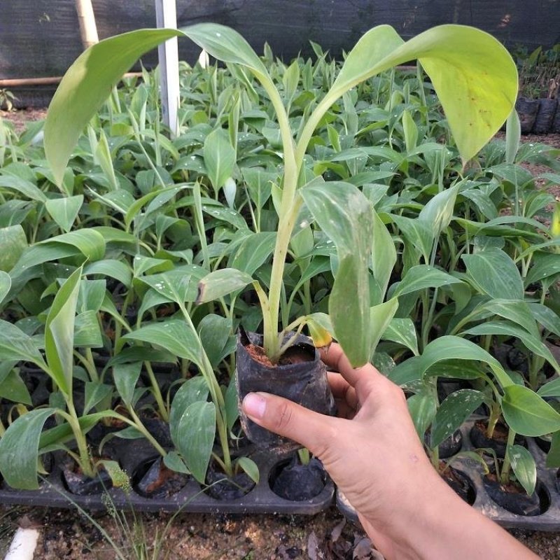 红香蕉苗B6矮化蕉皇帝蕉桂蕉中蕉9号香蕉王南北方种植包邮