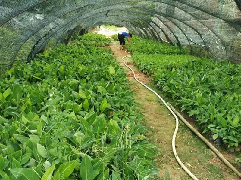 红香蕉苗B6矮化蕉皇帝蕉桂蕉中蕉9号香蕉王南北方种植包邮