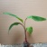 红香蕉苗B6矮化蕉皇帝蕉桂蕉中蕉9号香蕉王南北方种植包邮