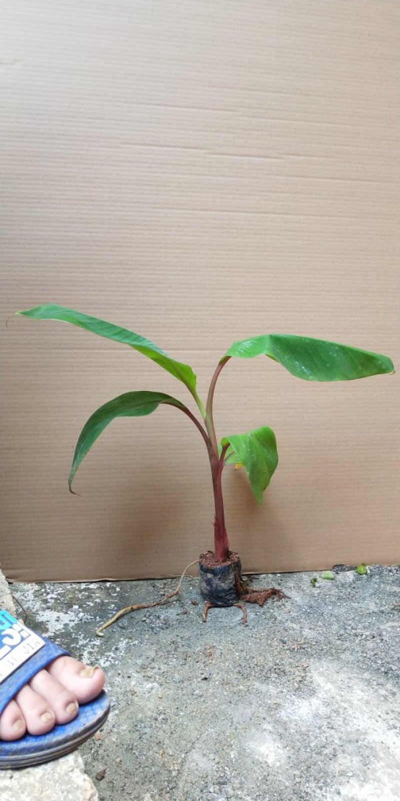 红香蕉苗B6矮化蕉皇帝蕉桂蕉中蕉9号香蕉王南北方种植包邮