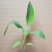 红香蕉苗B6矮化蕉皇帝蕉桂蕉中蕉9号香蕉王南北方种植包邮