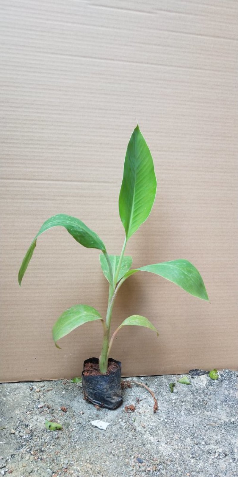 红香蕉苗B6矮化蕉皇帝蕉桂蕉中蕉9号香蕉王南北方种植包邮